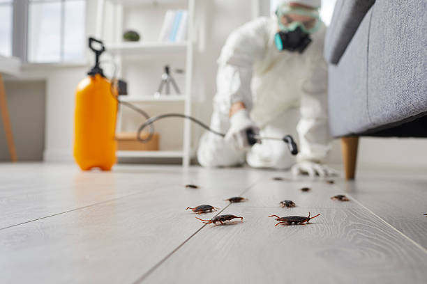 Affordable Termite Control solutions in Janesville, CA